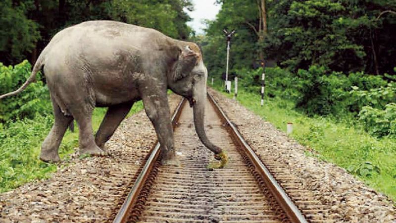 IIT Delhi professor builds sensor that can avert elephant deaths on railway tracks