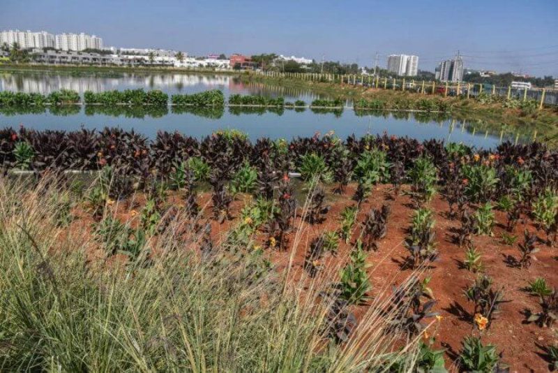 From a garbage dump to Limca Book of Records: Bengaluru’s Hebbagodi lake gets a new life