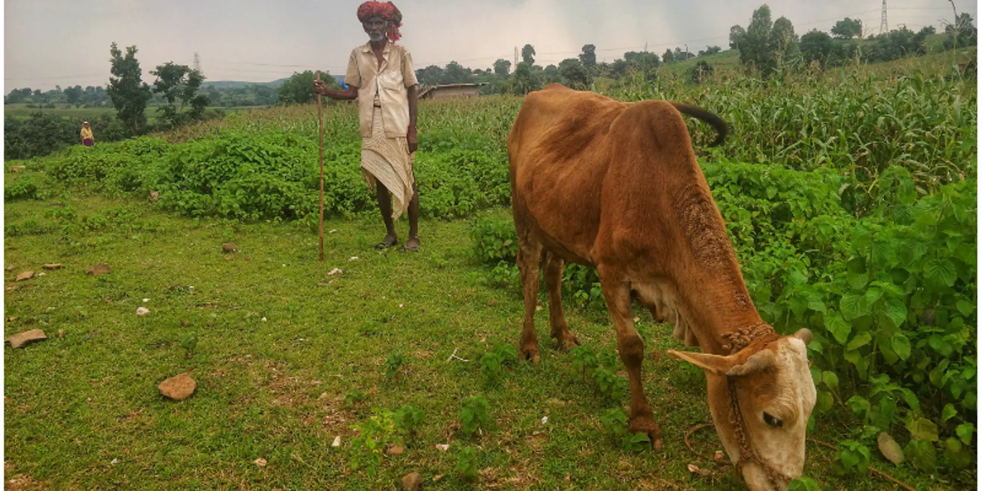 From barren lands to three harvests a year: how check dams brought back hope to MP's Jhabhua district