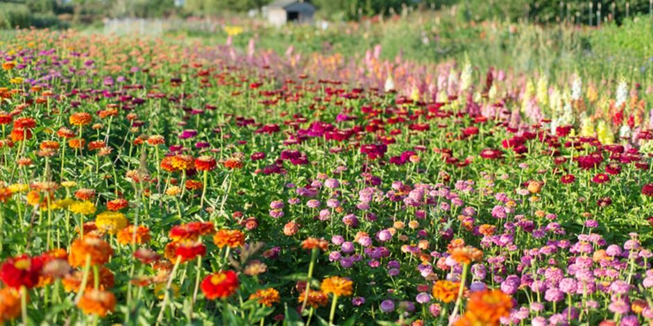 किसानों में बढ़ा फूलों की खेती का क्रेज, इन फूलों से की जा सकती है लाखों की कमाई