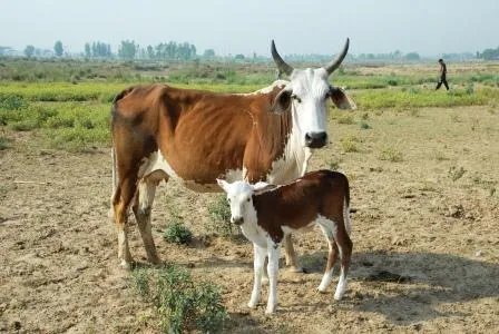 Belahi Breed cow