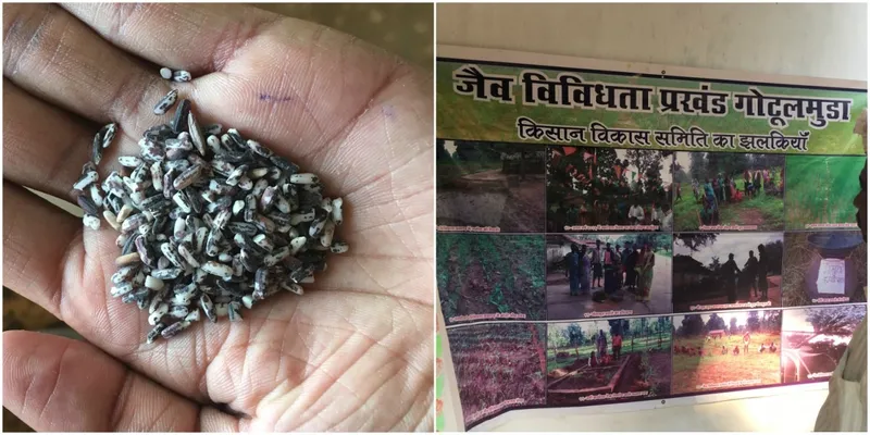 धान की नई प्रजाति