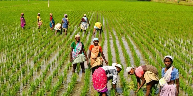 सांकेतिक तस्वीर: खेतों में काम करती किसान महिलाएं