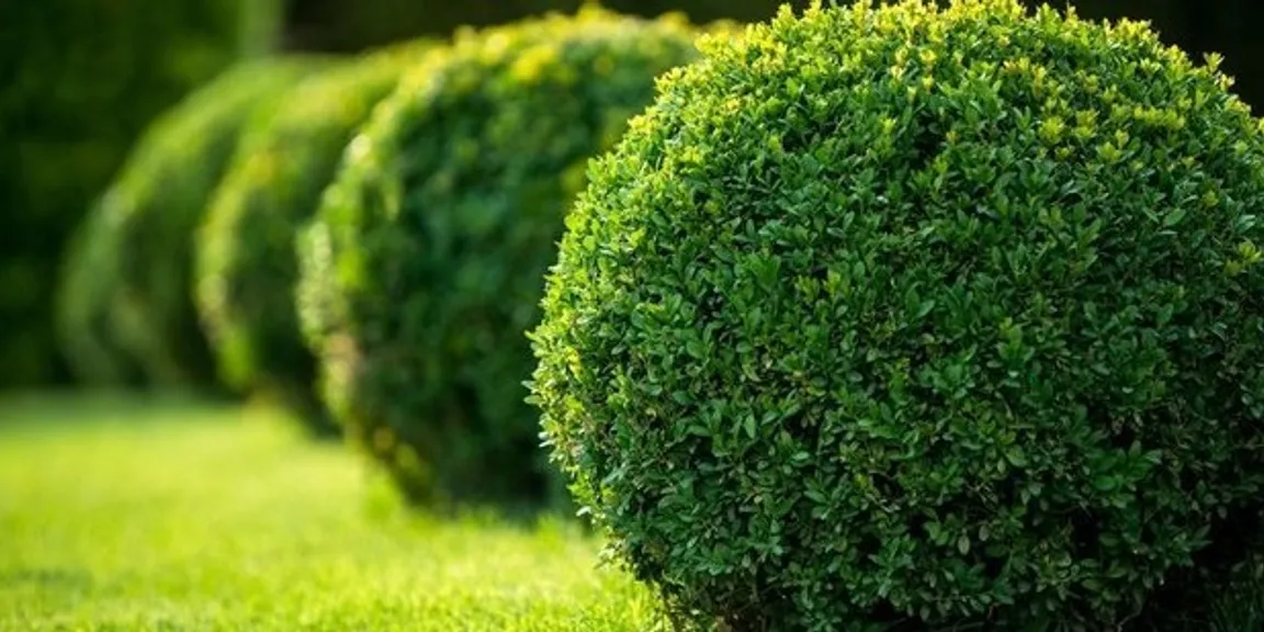 Home landscaping design tips