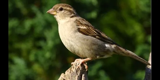 The common garden sparrow