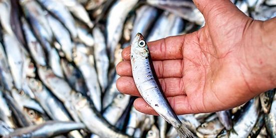 भारी मुनाफे का धंधा हुआ जैविक मछली पालन, कम लागत में अच्छा पैसा कमा रहे किसान