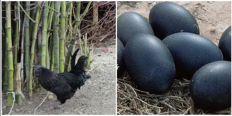 कड़कनाथ मुर्गा (फाइल फोटो)