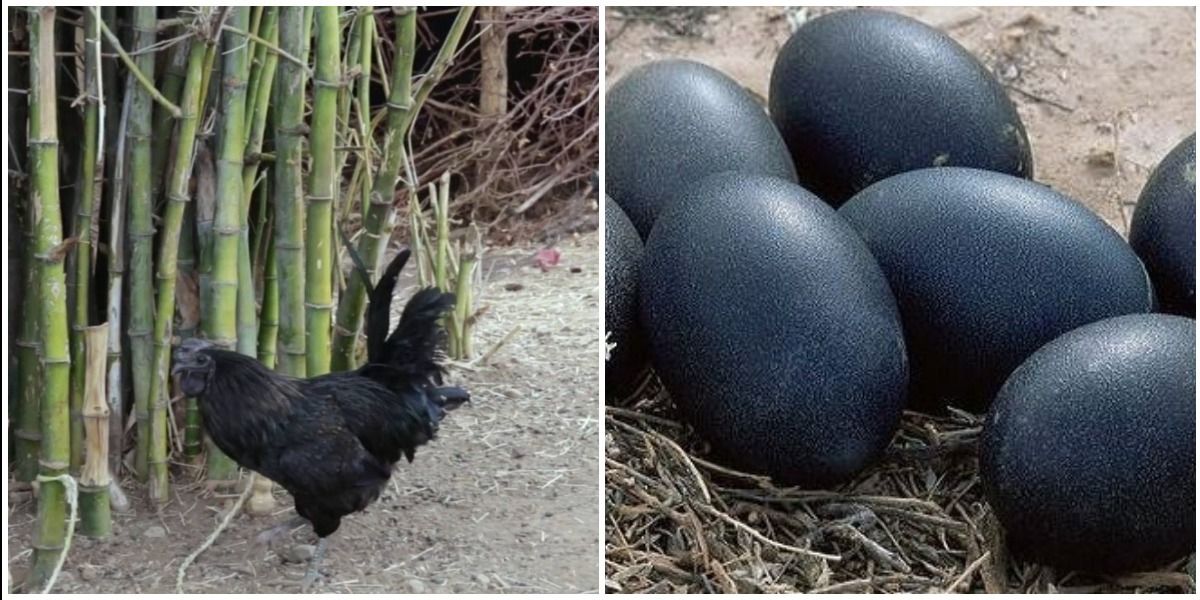 छत्तीसगढ़ का 'काला सोना' कड़कनाथ: एक अंडा सत्तर रुपए में और चिकन नौ सौ रुपए किलो 