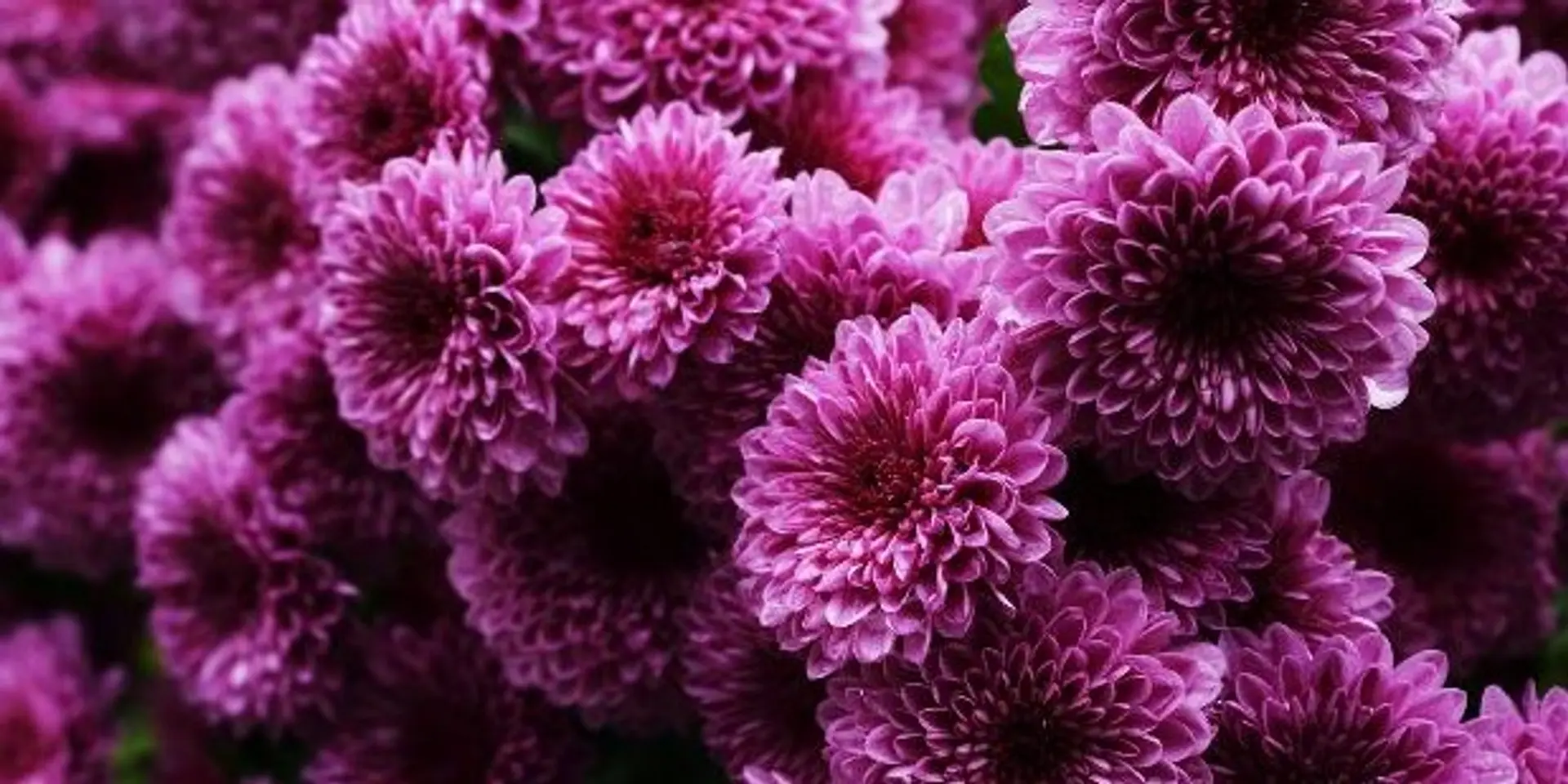 There Is One Flower For All Your Occasions