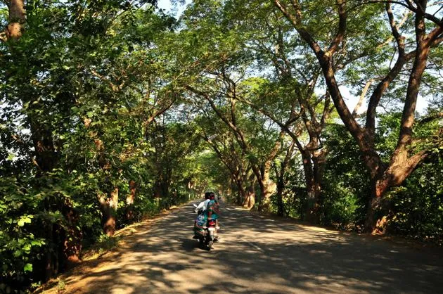 పుడమికి ఆకుపచ్చపందిరి