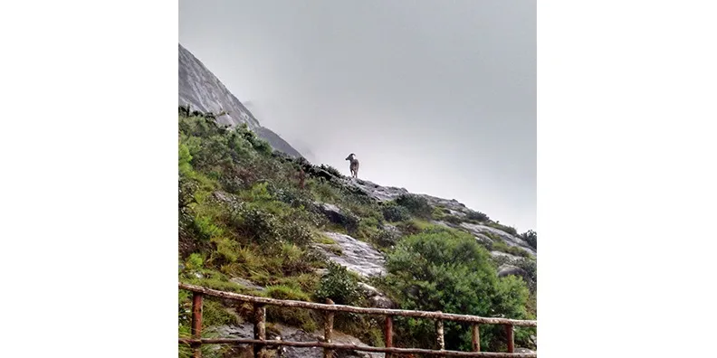 Figure 4 The Elusive Nilgiri Tahr