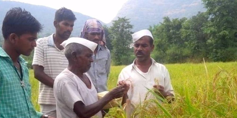 हाइब्रिड बीजों को छोड़कर परंपरागत बीजों से खेती कर अच्छा मुनाफा कमा रहे हैं किसान
