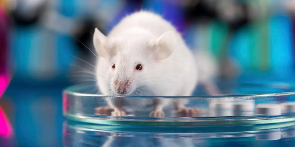 Animal testing pros to weigh your decision