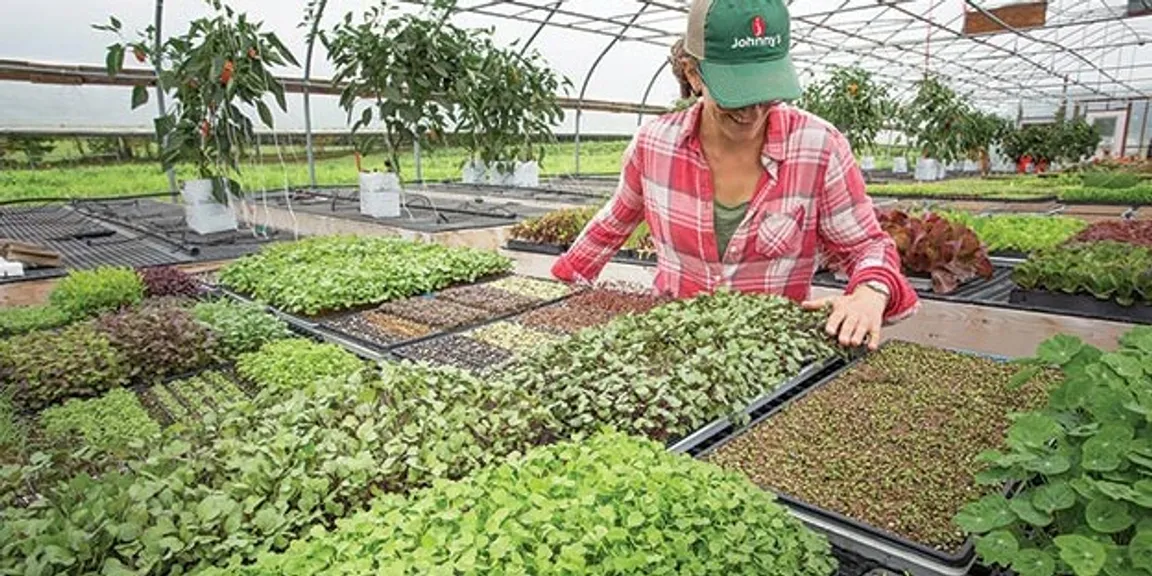 Business opportunities and careers in microgreens cultivation 