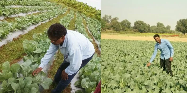 अजय मेहरा और पप्पू मौर्य अपने अपने गोभी के खेतों में, फोटो साभार: सोशल मीडिया