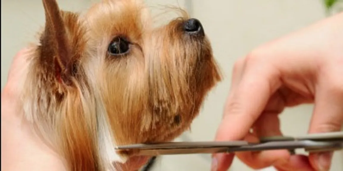 Grooming your dog: Save your money by learning how to groom your dog at home