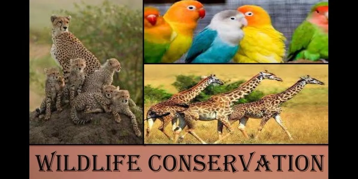Wildlife Conservation - A Necessity