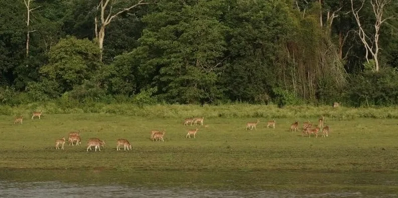 Photo #3: The deer drank water very close to the river, the green of the forest made them stand out among the landscape.