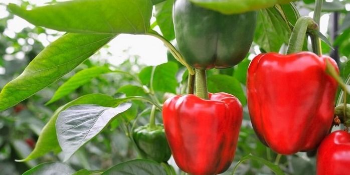 ক্যাপসিকাম ফলিয়ে ঘুরে দাঁড়ালেন উত্তরবঙ্গের চাষিরা
