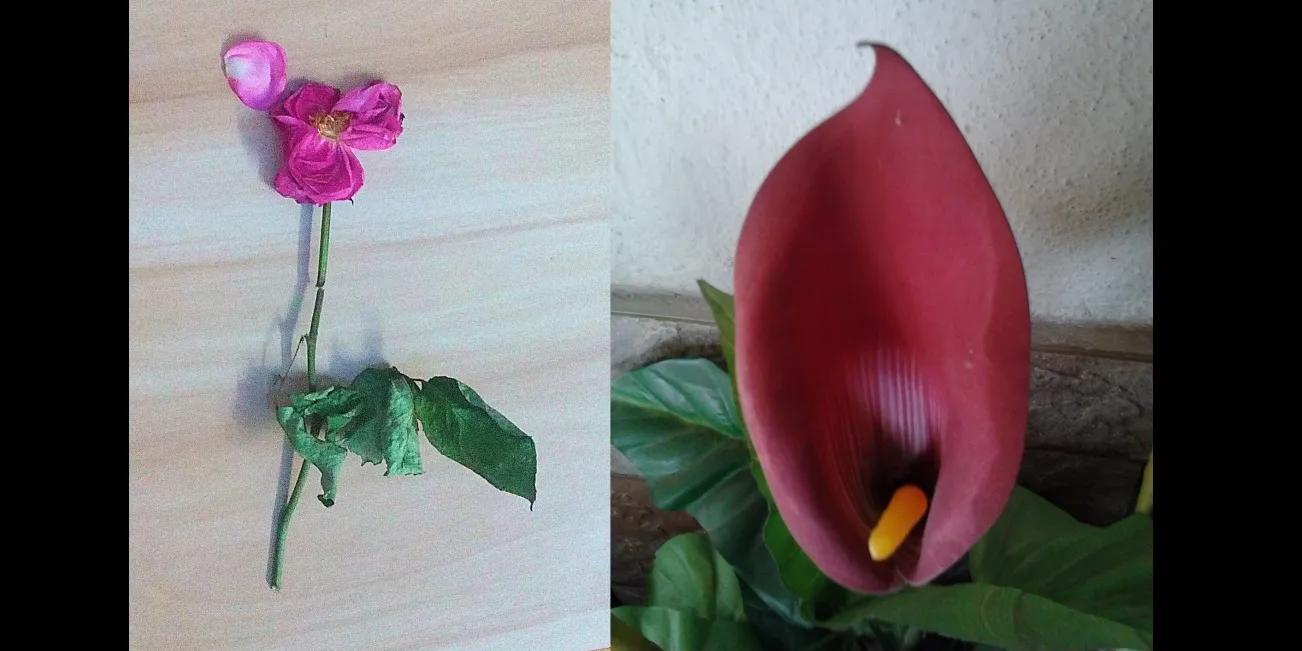 REAL AND FAKE FLOWERS