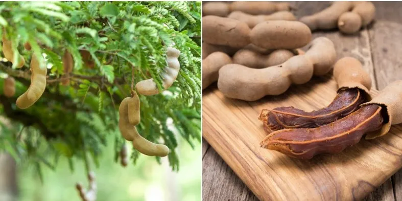 छत्तीसगढ़ में इमली का सालाना 500 करोड़ का कारोबार