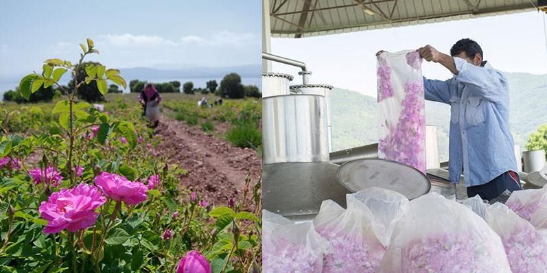 भीषण प्राकृतिक आपदा के बावजूद गुलाब की खेती से मालामाल हो रहे हैं उत्तराखंड के पहाड़ी किसान