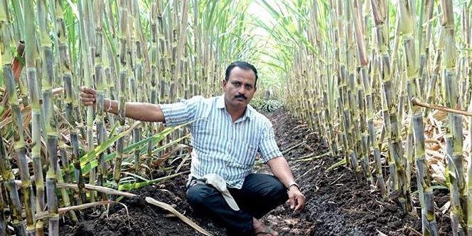पिता का सपना पूरा करने के लिए 1 एकड़ में उगाया 100 टन गन्ना, किसानों को दिखा रहा सही राह