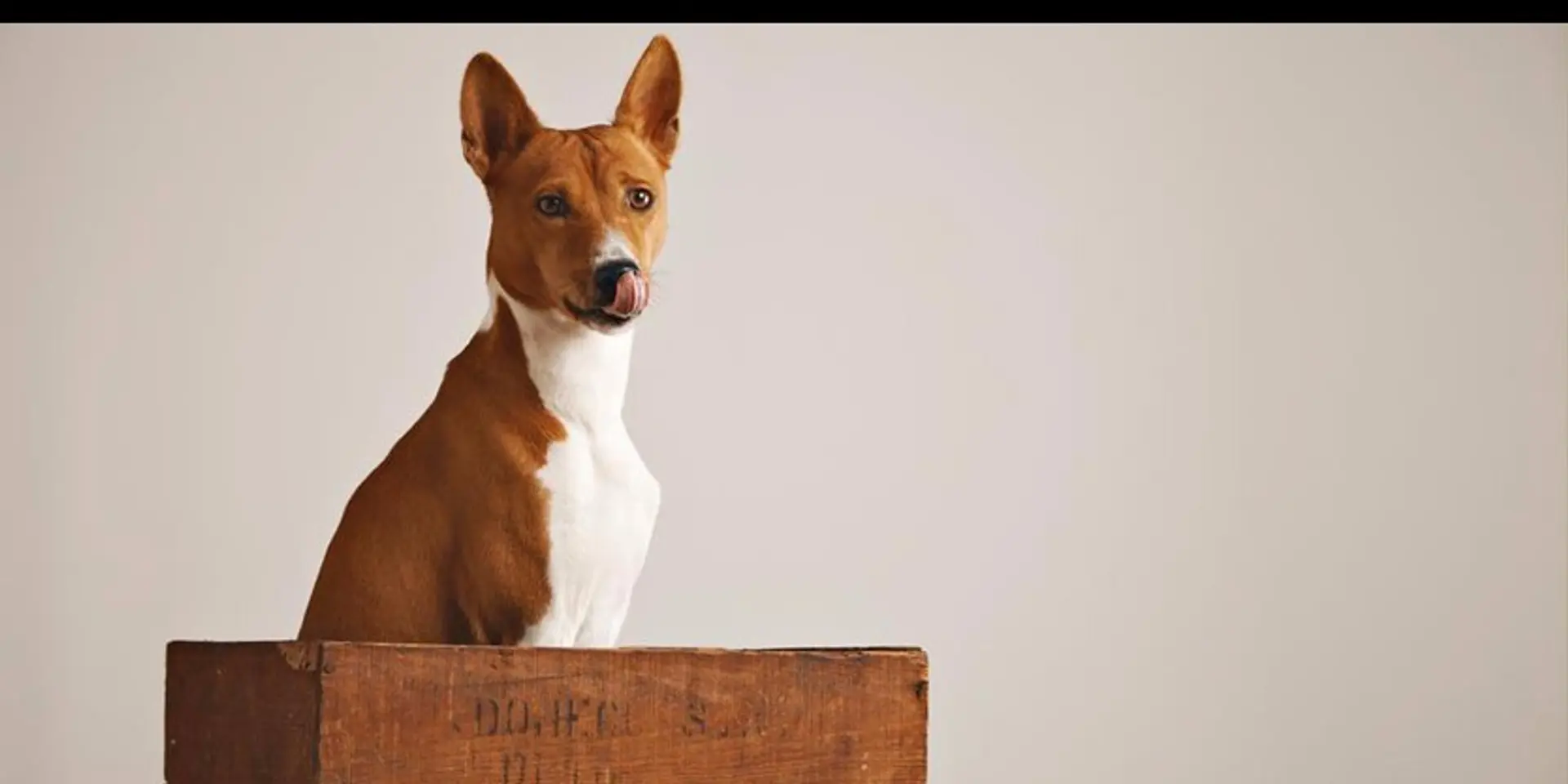 Is litter box training for a dog really possible?