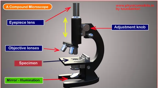 Working Principle of a Compound Microscope
