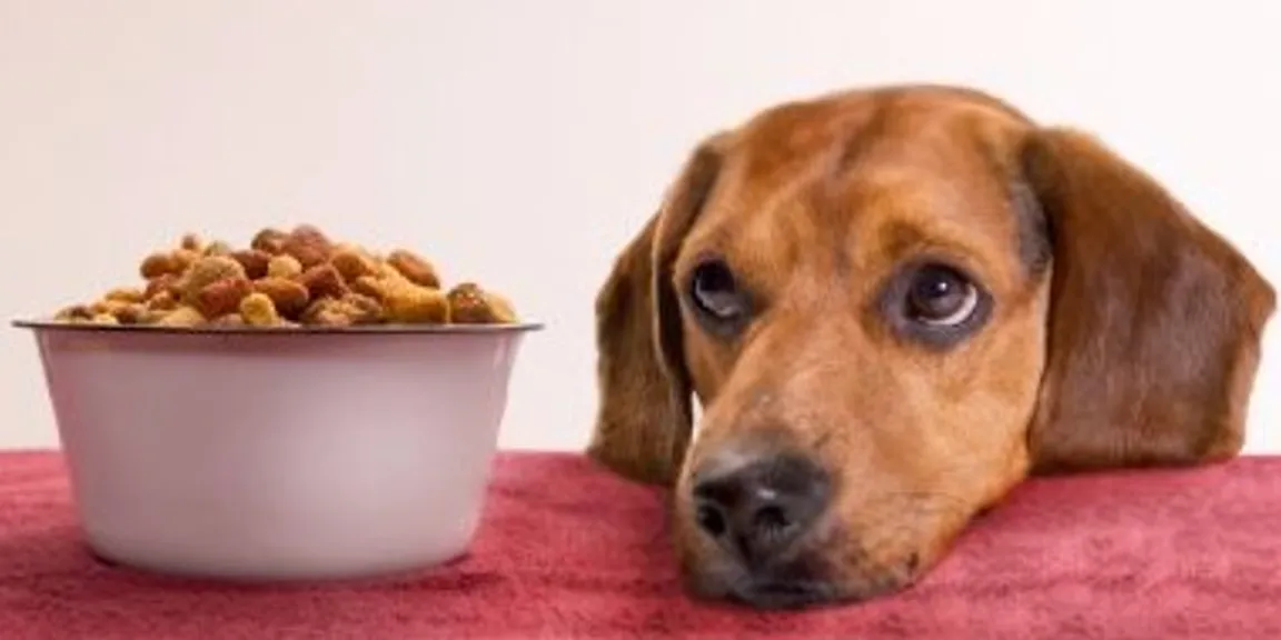 4 Best Dog food options available in India 