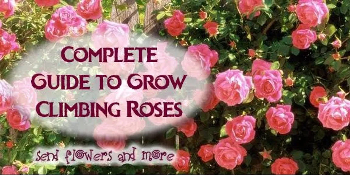 Complete Guide to Grow Climbing Roses