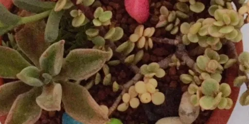 Succulent arrangement