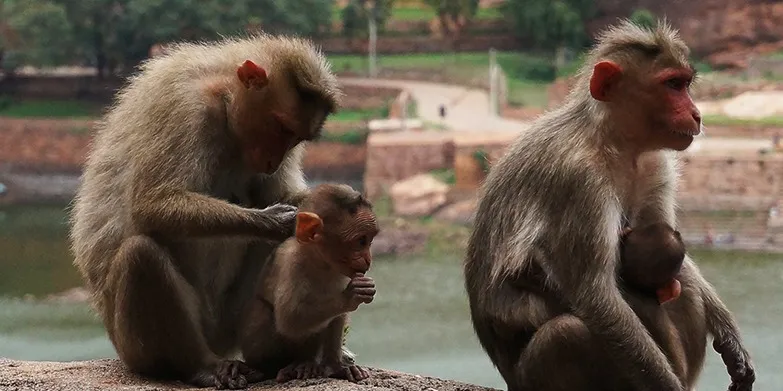 Photo #2: Monkey love in Badami.