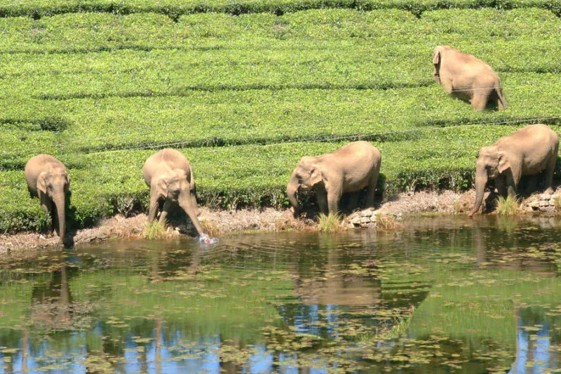 மேகமலை