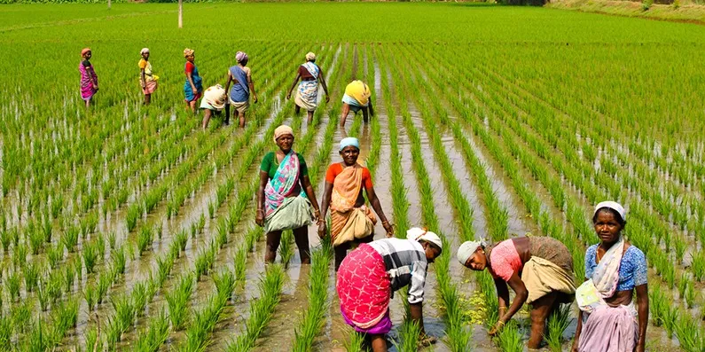 85 प्रतिशत ग्रामीण महिलाओं द्वारा प्रतिदिन 4-8 घंटे का समय केवल कृषि कार्यों हेतु दिया जाता है