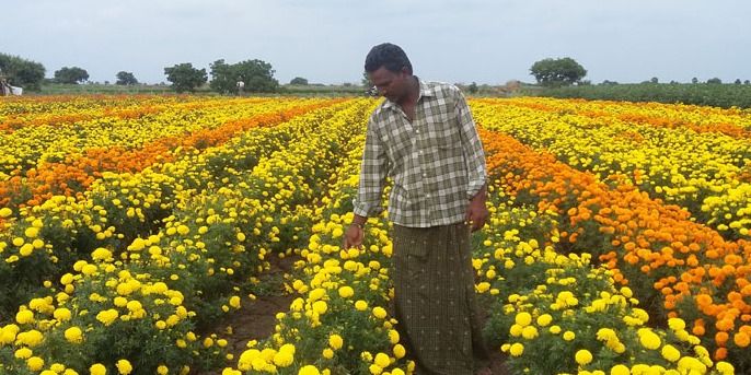 फूलों की खेती से जिंदगी में फैल रही पैसों की खुशबू, लाखों कमा रहे किसान