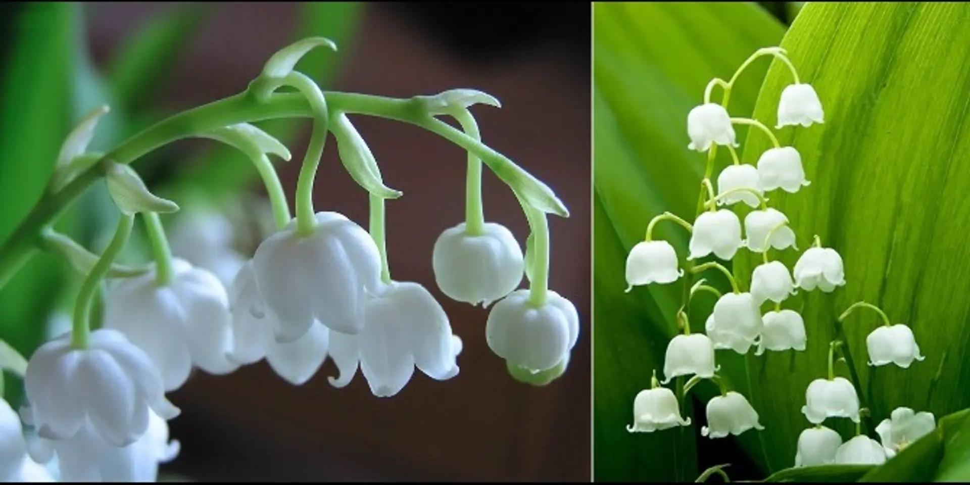 Top 10 most expensive flowers in the world 2017-2018