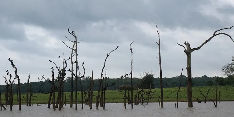 Photo #2: The birds rested on the logs that were inside the river.