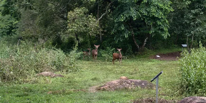 Figure 5 The sambars stopping to say hello in the Periyar Tiger Reserve