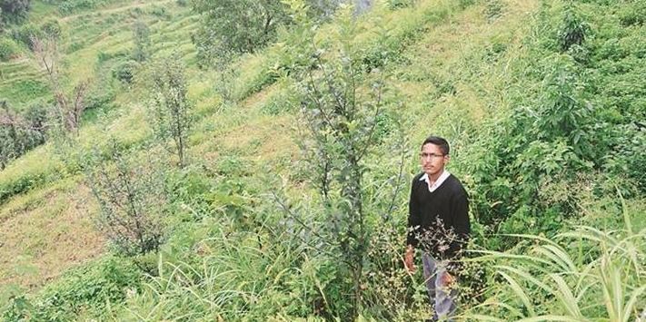 17 साल के जयचन्द हैं पेड़ों के दोस्त, हिमाचल में 1 अरब पौधे लगाने का है लक्ष्य