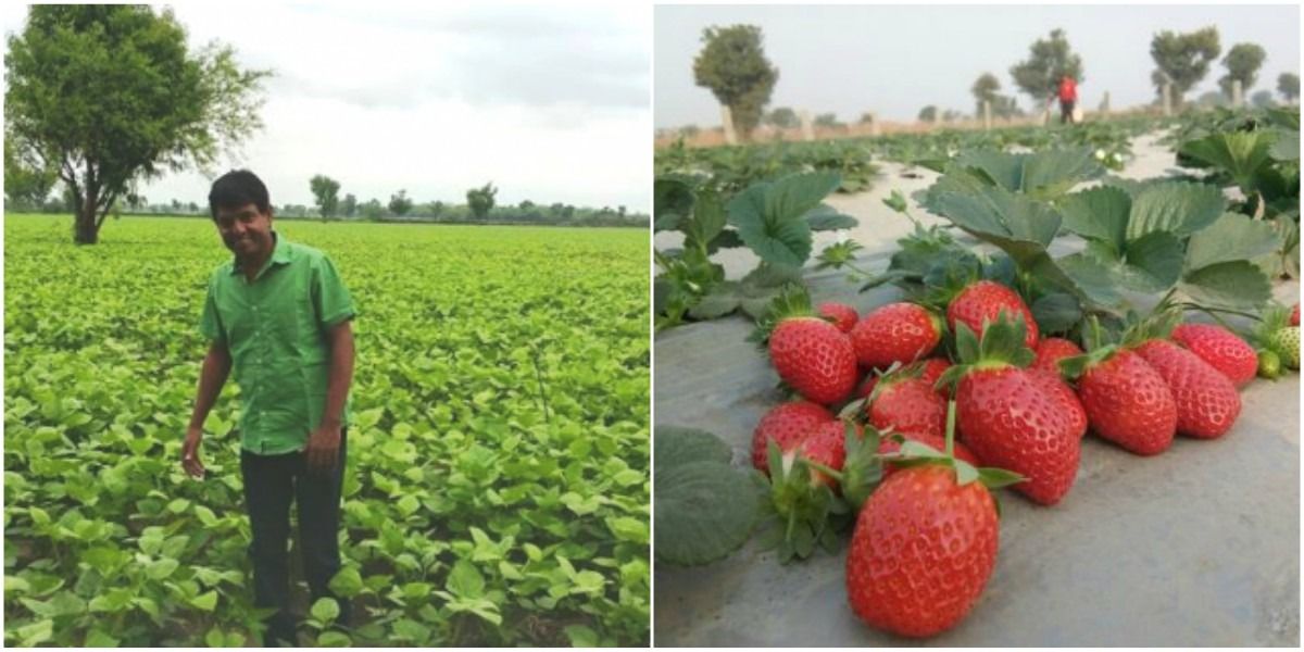 इंजीनियर बना किसान, यूट्यूब से सीख शुरू की स्ट्रॉबेरी की खेती