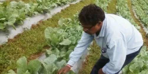 अजय मेहरा अपने गोभी के खेत में, फोटो साभारा: सोशल मीडिया