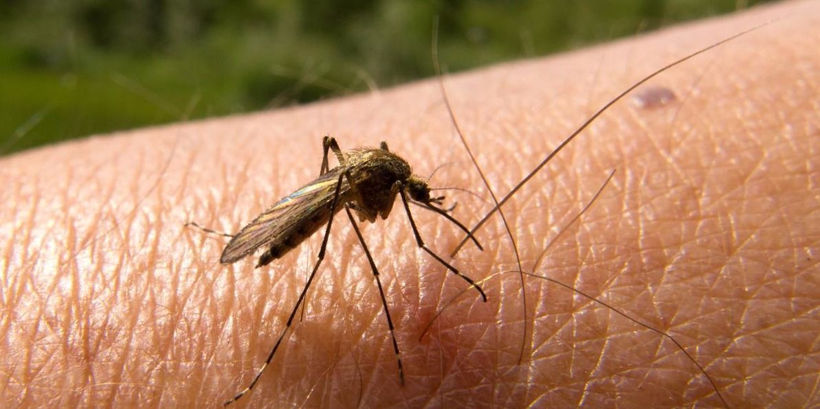 मलेरिया के शक्तिशाली मच्छरों से लड़ने को वैज्ञानिकों ने ढूंढ निकाली नई दवा