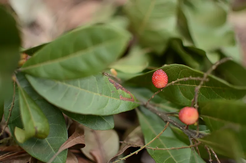 Wild Red Mountain Berries Gaunap