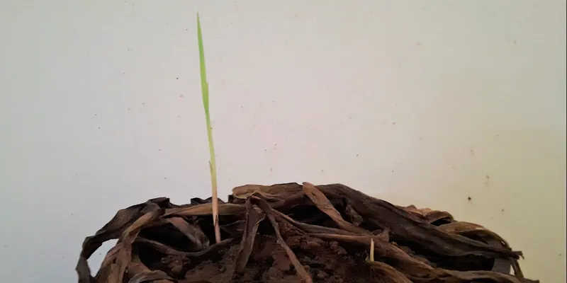 Reviving a dead spider plant - new shoots growing from strong roots. I believe in never giving up.