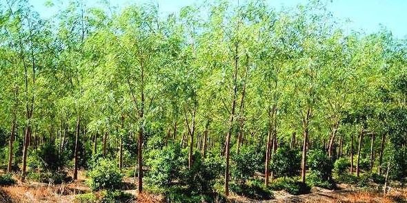 चंदन के पेड़ों ने गुजरात के किसान को बनाया करोड़पति 