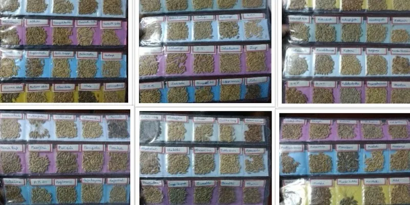 Samples of varieties of rice in small packets in Parameshwar’s house