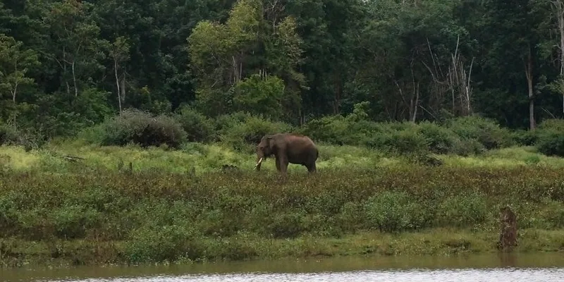 Photo #4: I could not believe I had seen a wild elephant so close to me during the safari. I was really excited.